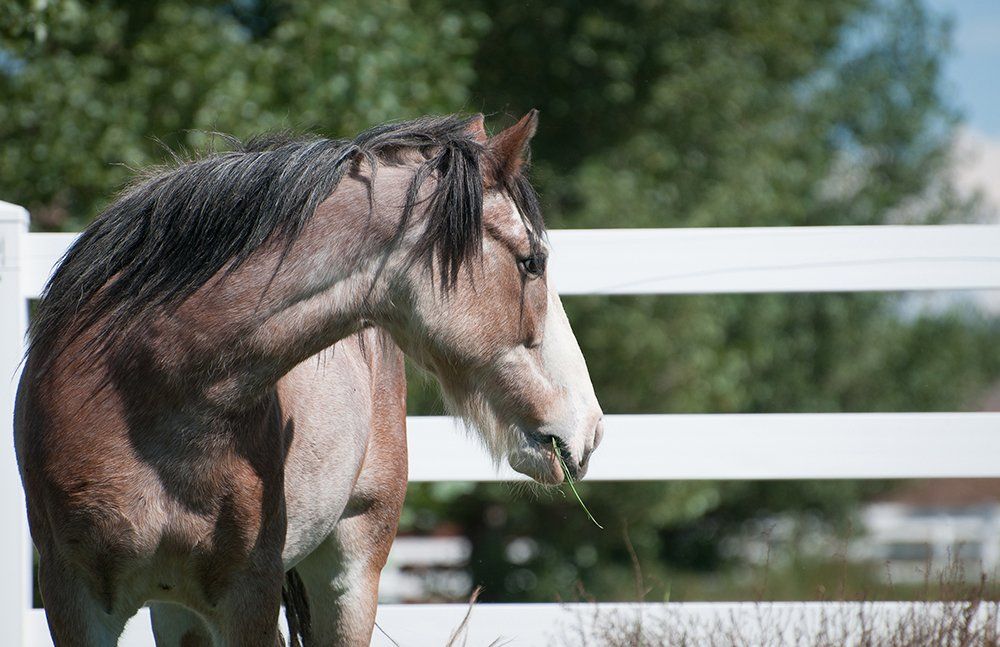 Close Up Side View Of Horse — Chino Valley, AZ  — Los Caballos Veterinary Service
