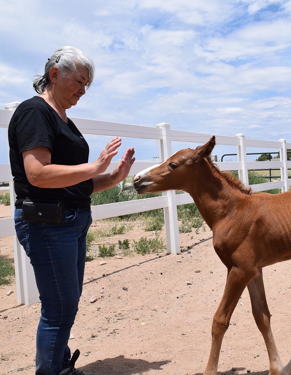 Staff Teaching Tricks To Pony — Chino Valley, AZ  — Los Caballos Veterinary Service