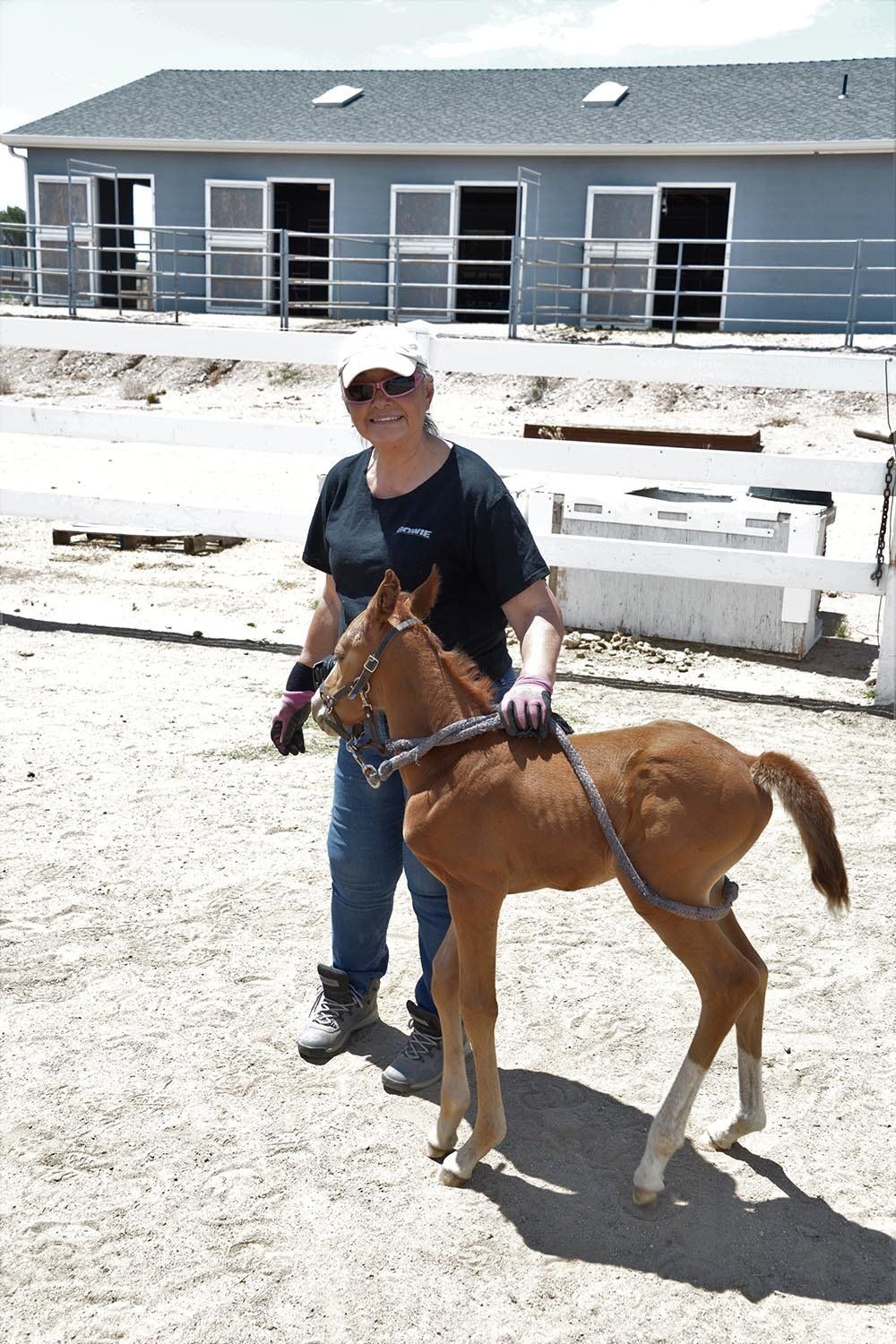 Woman Caring For Horse — Chino Valley, AZ  — Los Caballos Veterinary Service