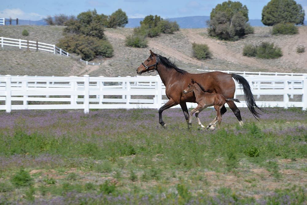 Horses Running Across The Field — Chino Valley, AZ  — Los Caballos Veterinary Service