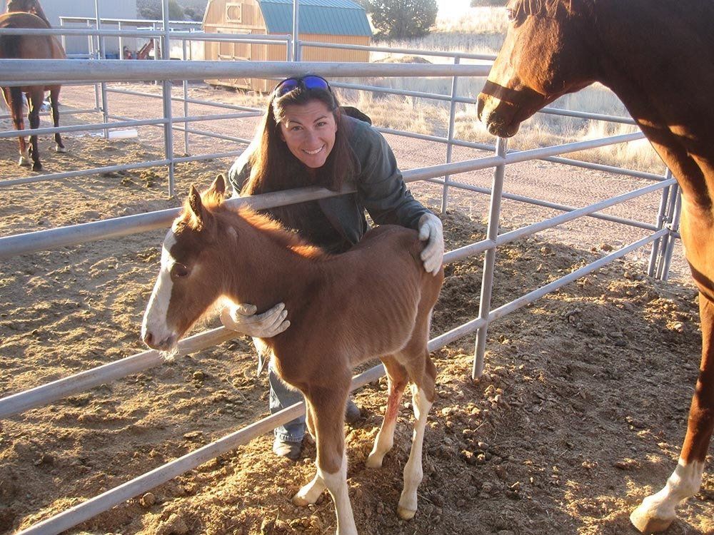 Staff Taking Care Of Pony — Chino Valley, AZ  — Los Caballos Veterinary Service