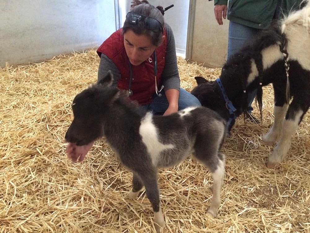 Woman With Pony Horse — Chino Valley, AZ  — Los Caballos Veterinary Service