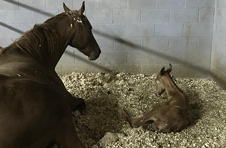 Mother and Baby Horse — Chino Valley, AZ  — Los Caballos Veterinary Service
