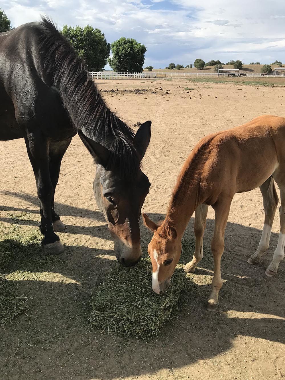 Two Horses Eat Grass — Chino Valley, AZ  — Los Caballos Veterinary Service