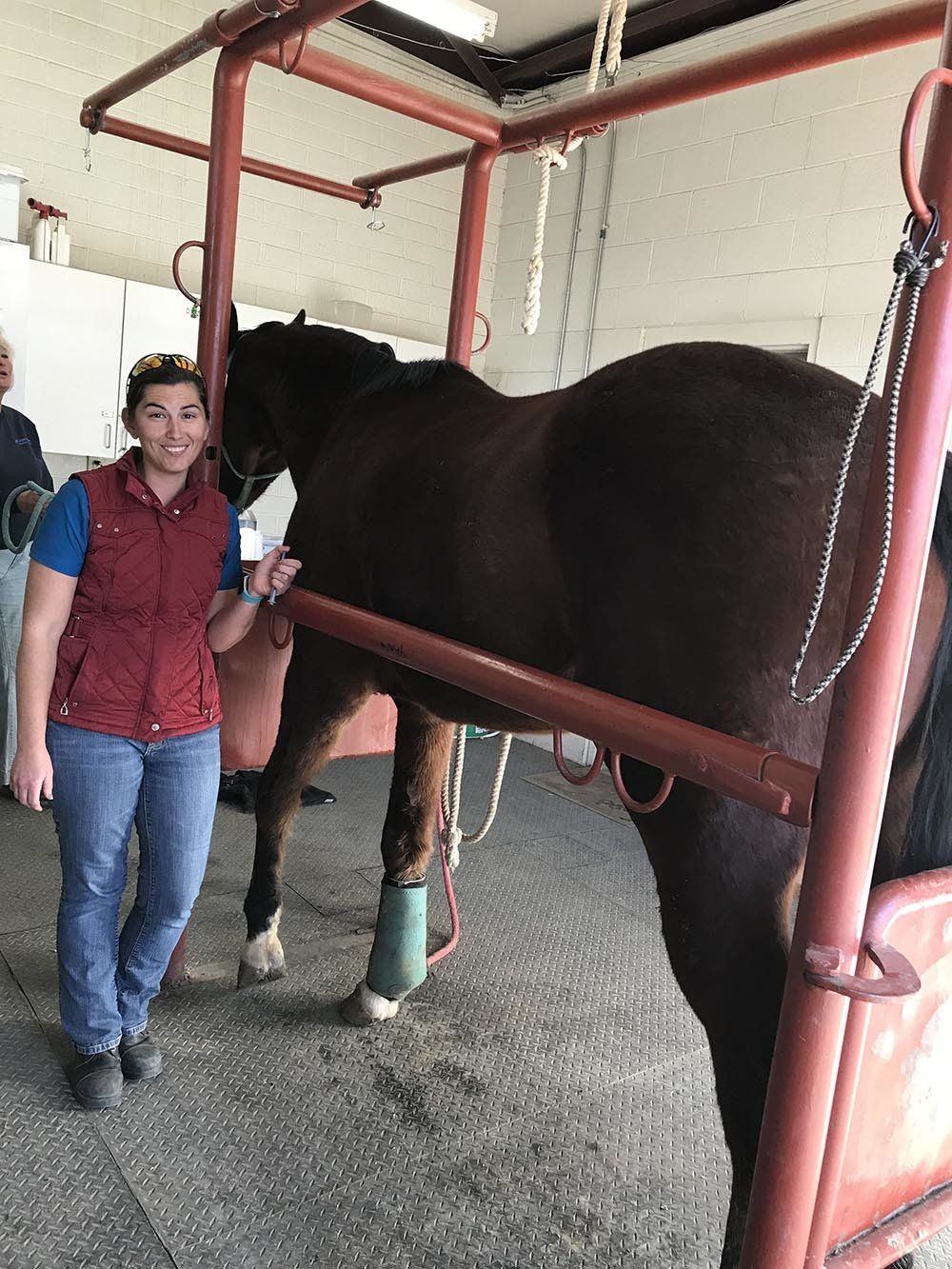 Veterinarian Examining Pony — Chino Valley, AZ  — Los Caballos Veterinary Service