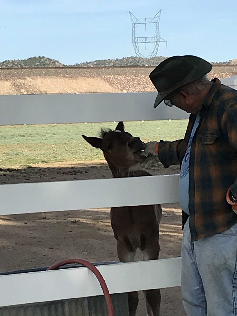 Man Bonding With Pony Horse — Chino Valley, AZ  — Los Caballos Veterinary Service