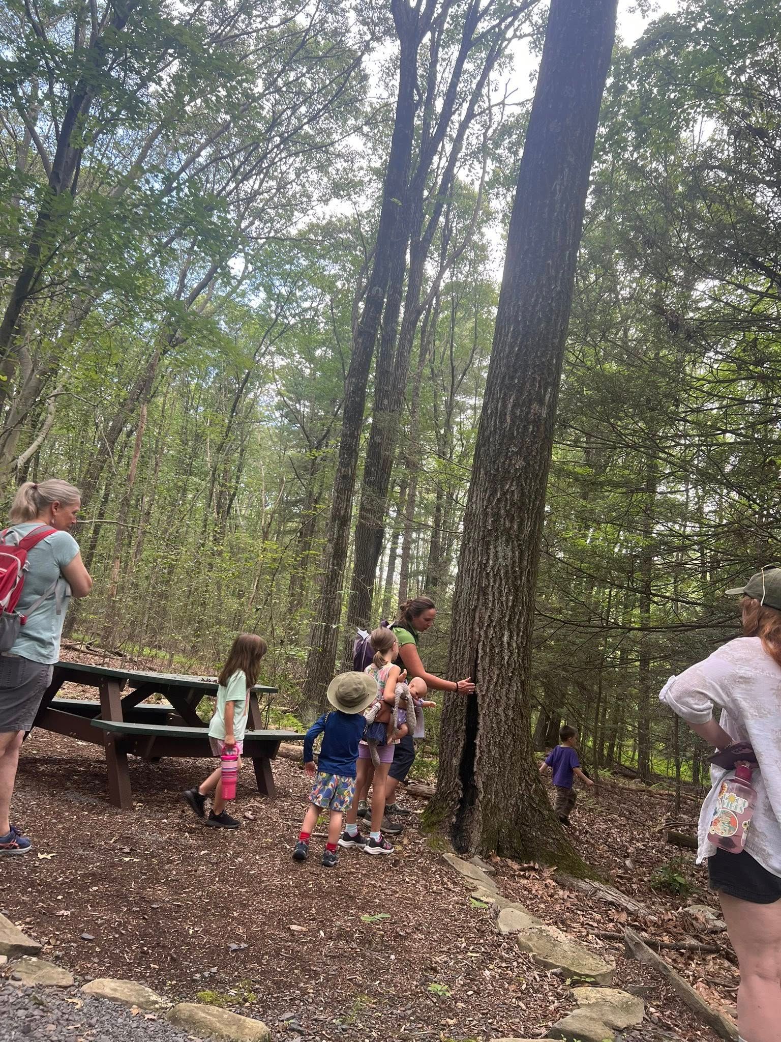 People exploring woods near a picnic table. Some touch a tree. Others look on.