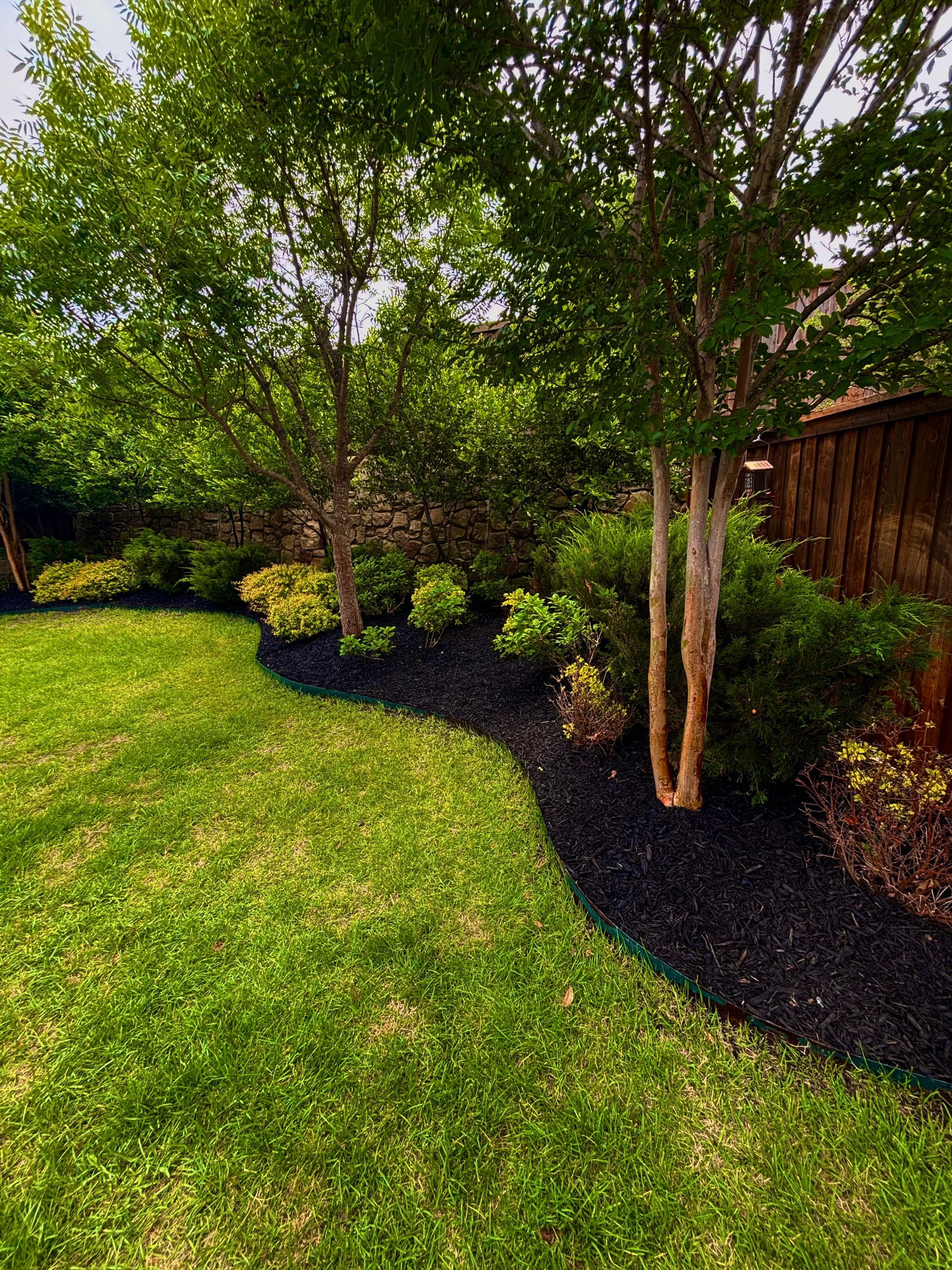 A curved garden bed filled with black mulch and lush green shrubs, bordered by a lawn and wooden fence under trees.