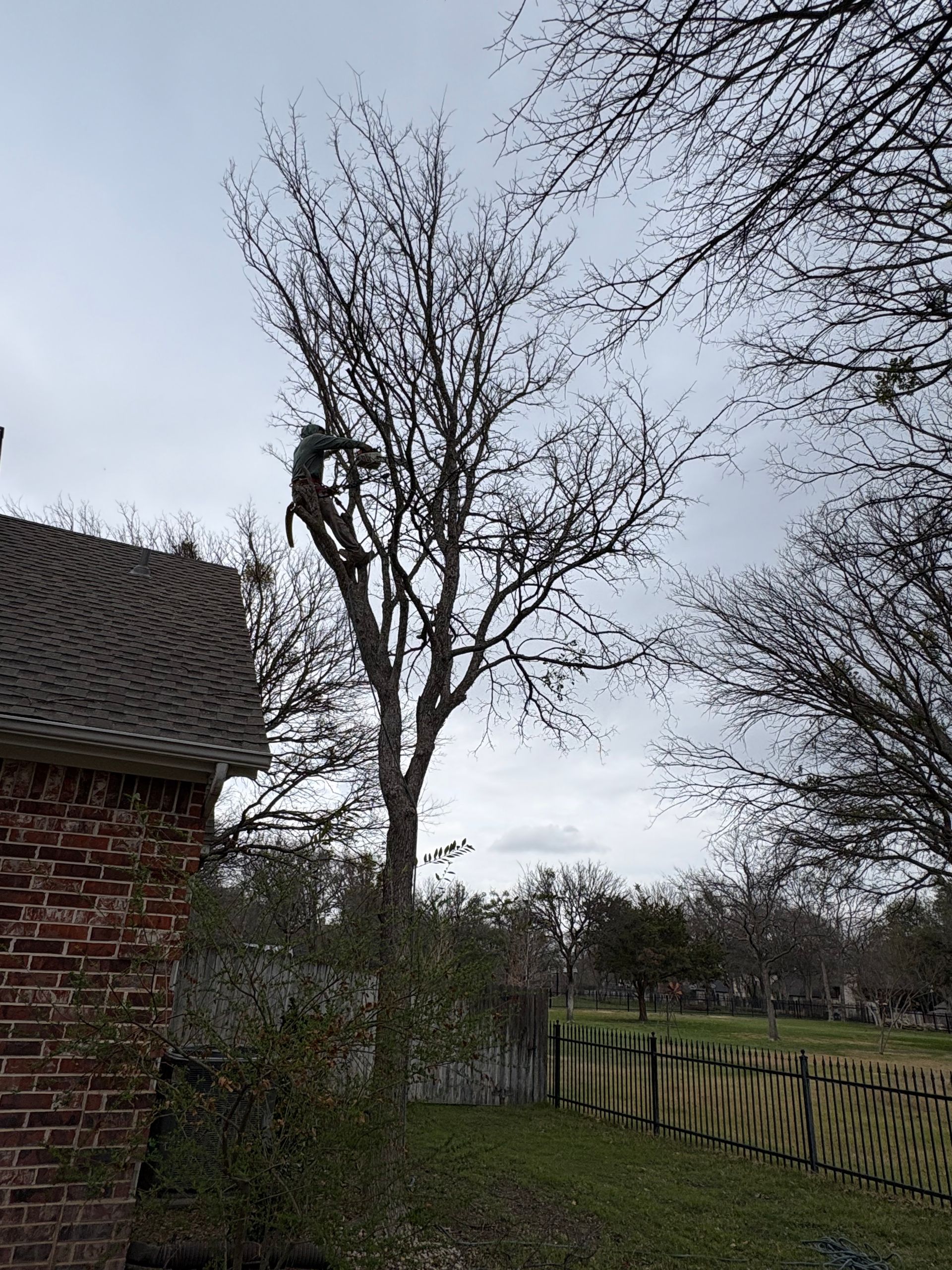 A person wearing a climbing harness works high up in the bare branches of a tree located next to a brick house.