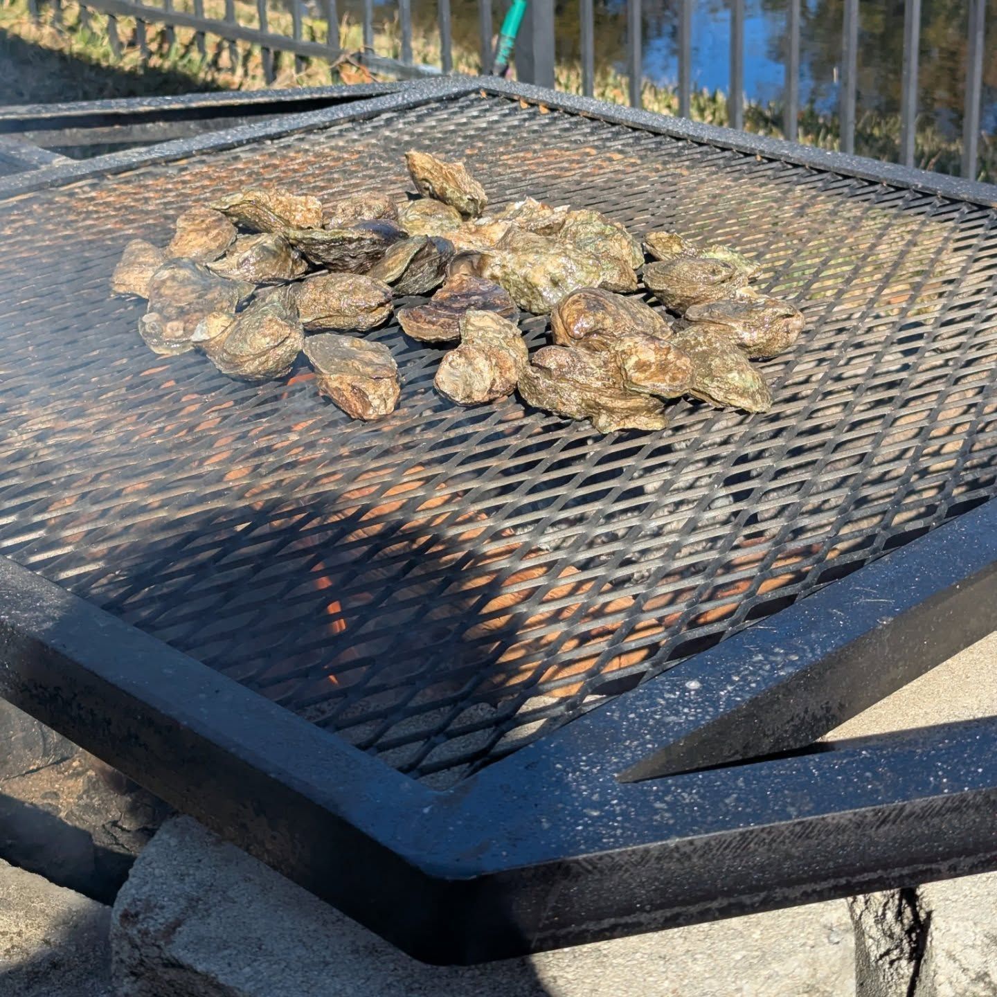 Grilled oysters on a metal grate above an open fire pit, outdoors.