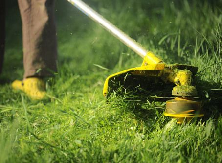Expert cutting the grass in Auckland