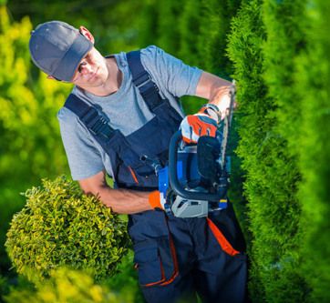 Professional trimming the hedge