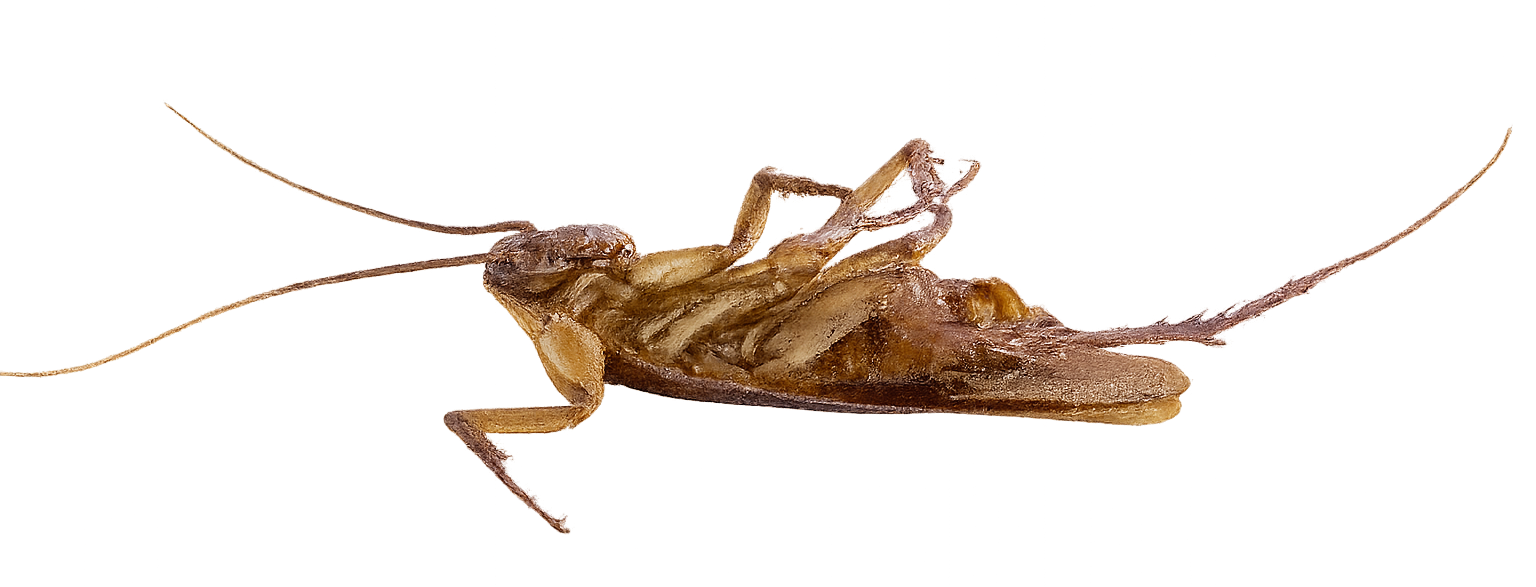 Un cafard mort, couché sur le dos.