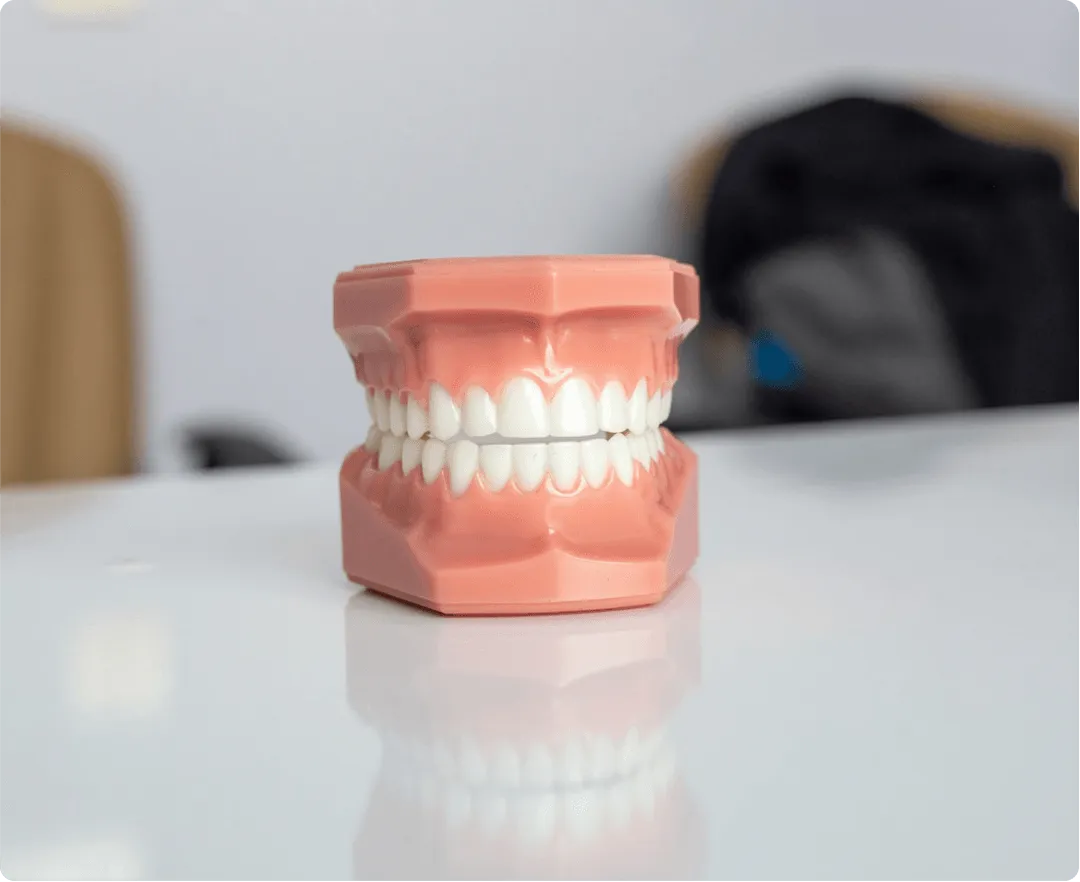 Porcelain model of full upper and lower teeth arches