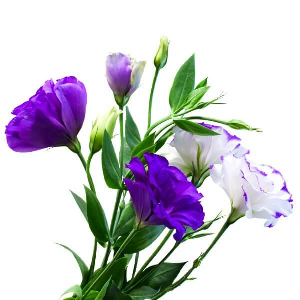 boston cremation purple and white flowers
