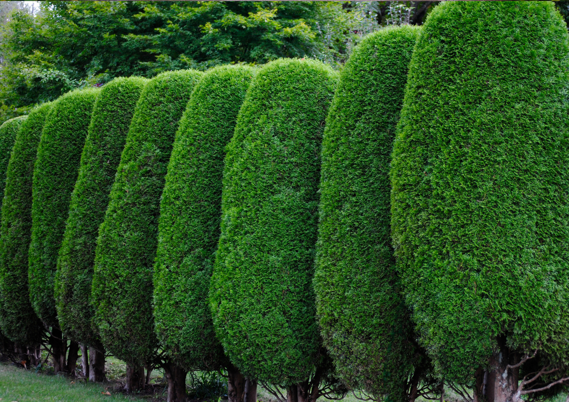 Taille de haie de frêne