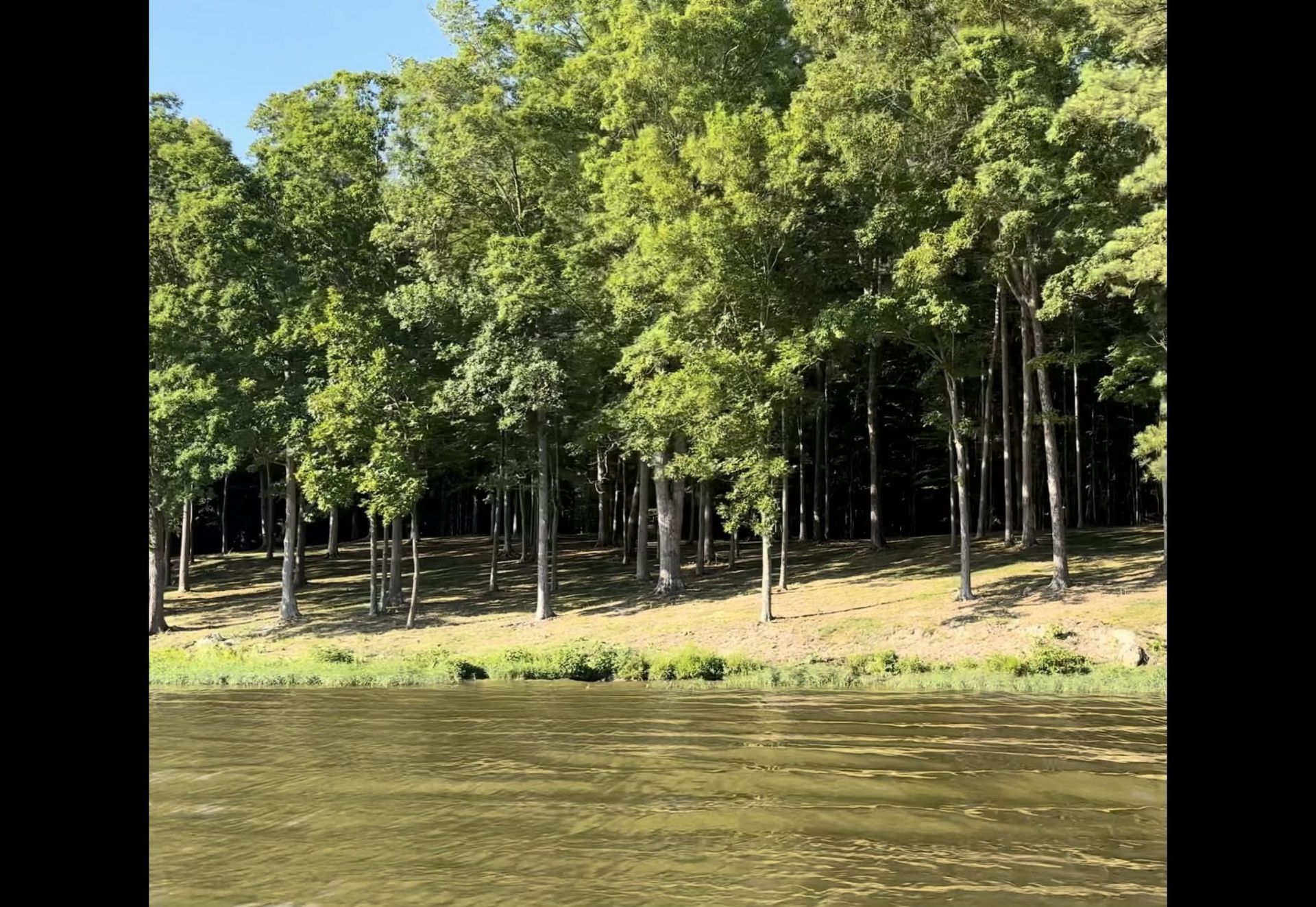 A lake surrounded by trees on a sunny day