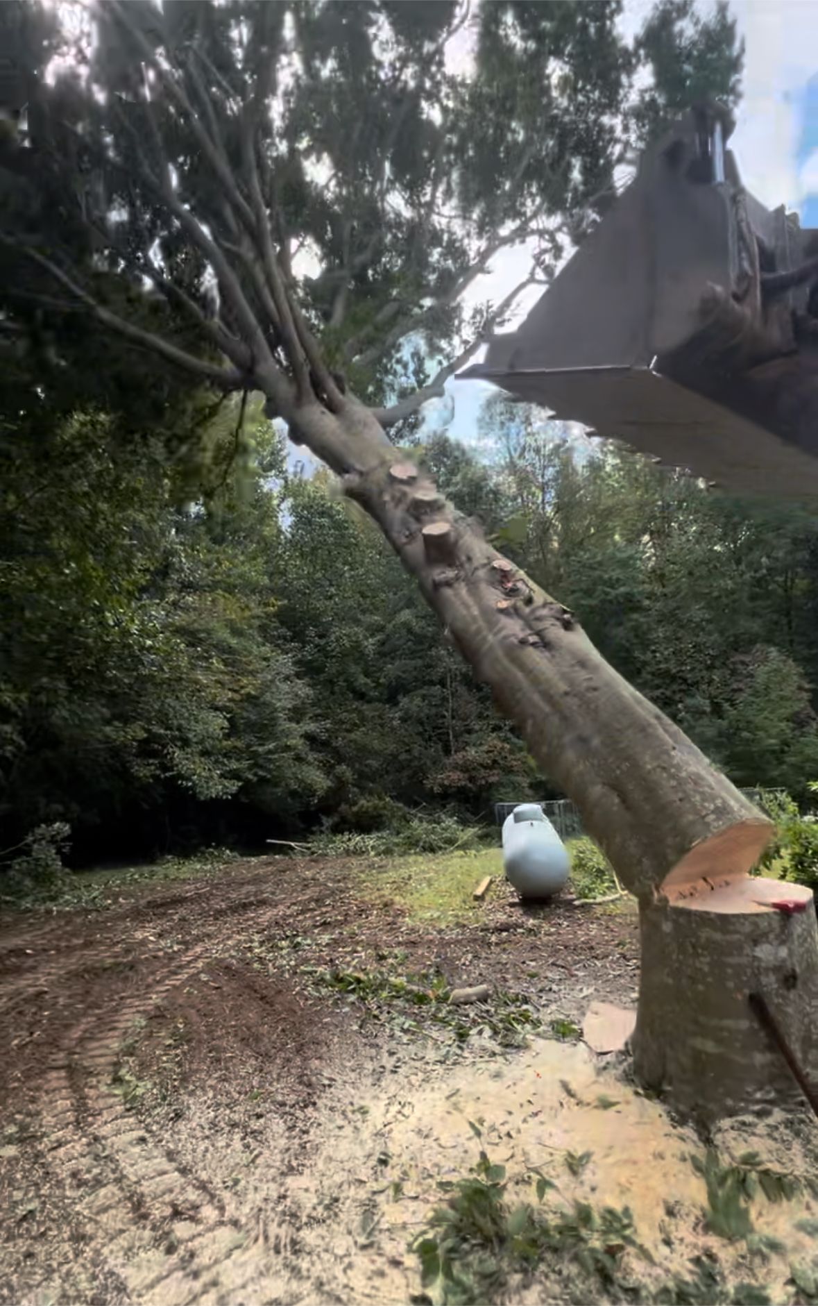 A large tree is being cut down by a bulldozer.