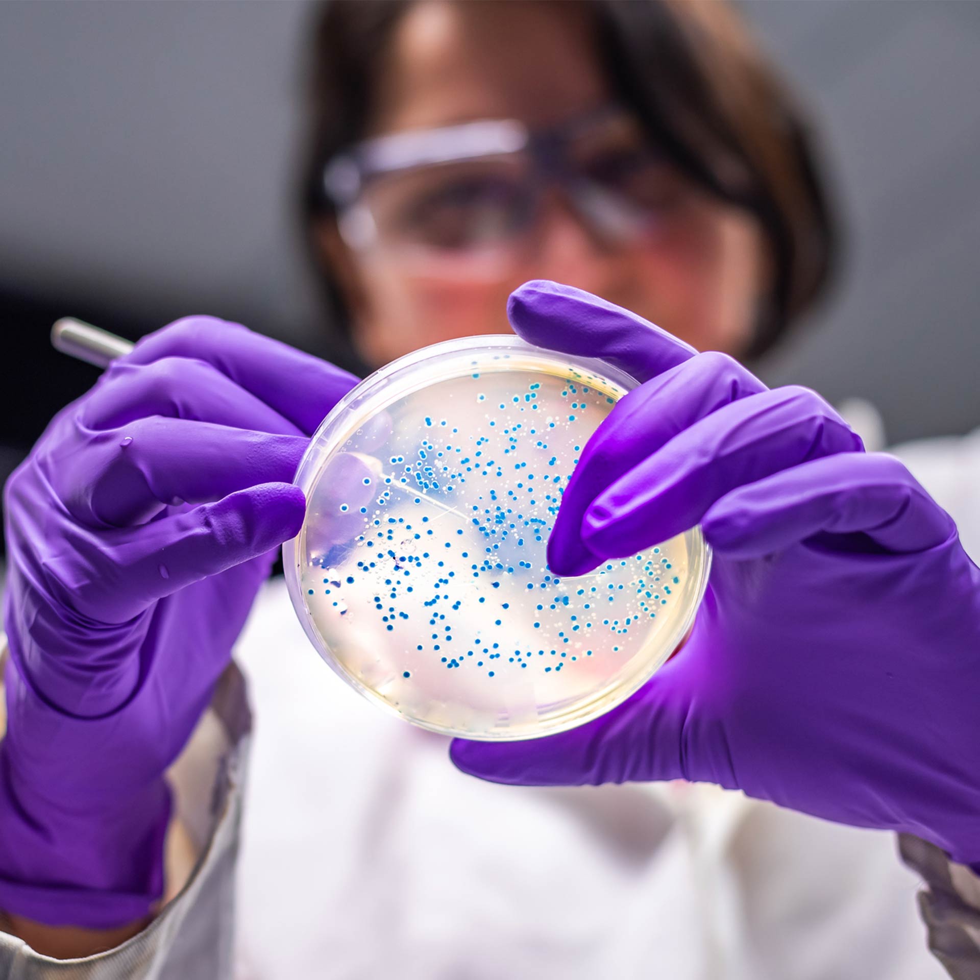 Woman Examining Bacterial Culture Plate — Demorest, GA — Nano Environmental Solutions