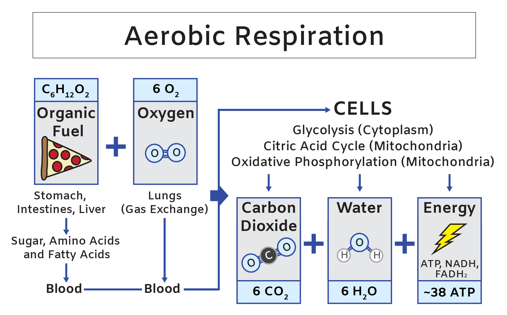 aerobic respiration essay writing