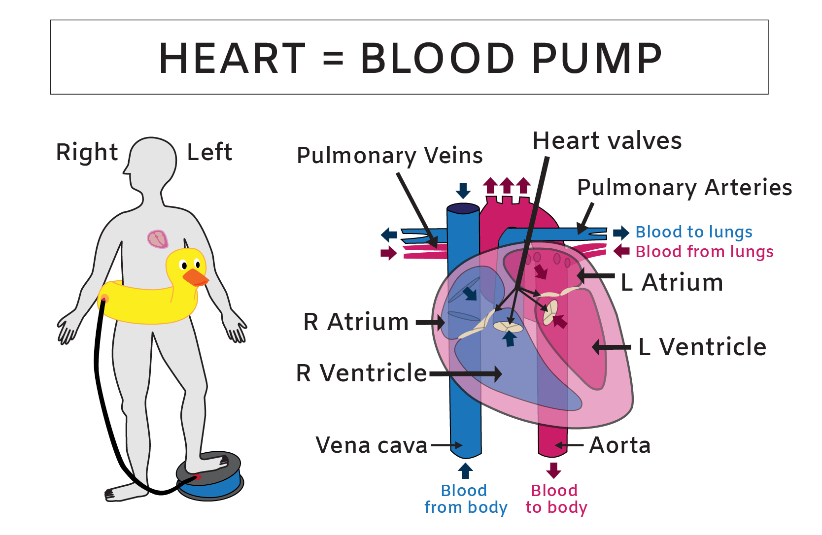 labeled heart diagram with functions