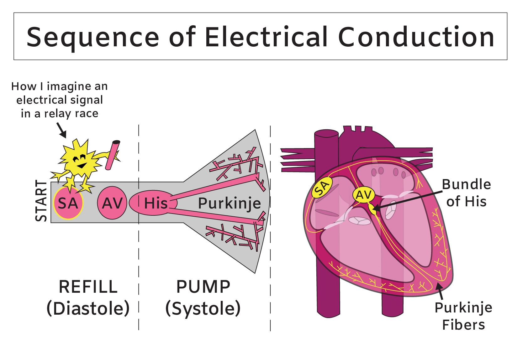 Electrical Conduction System Of The Heart The Figure - vrogue.co
