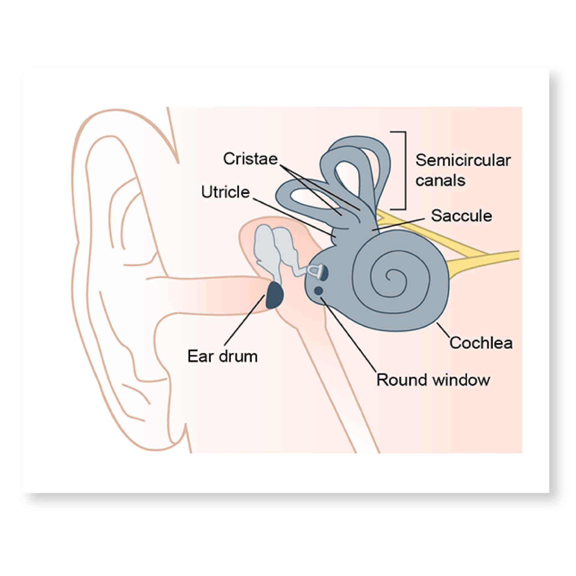 Scientific Illustration Services | Simplified Science