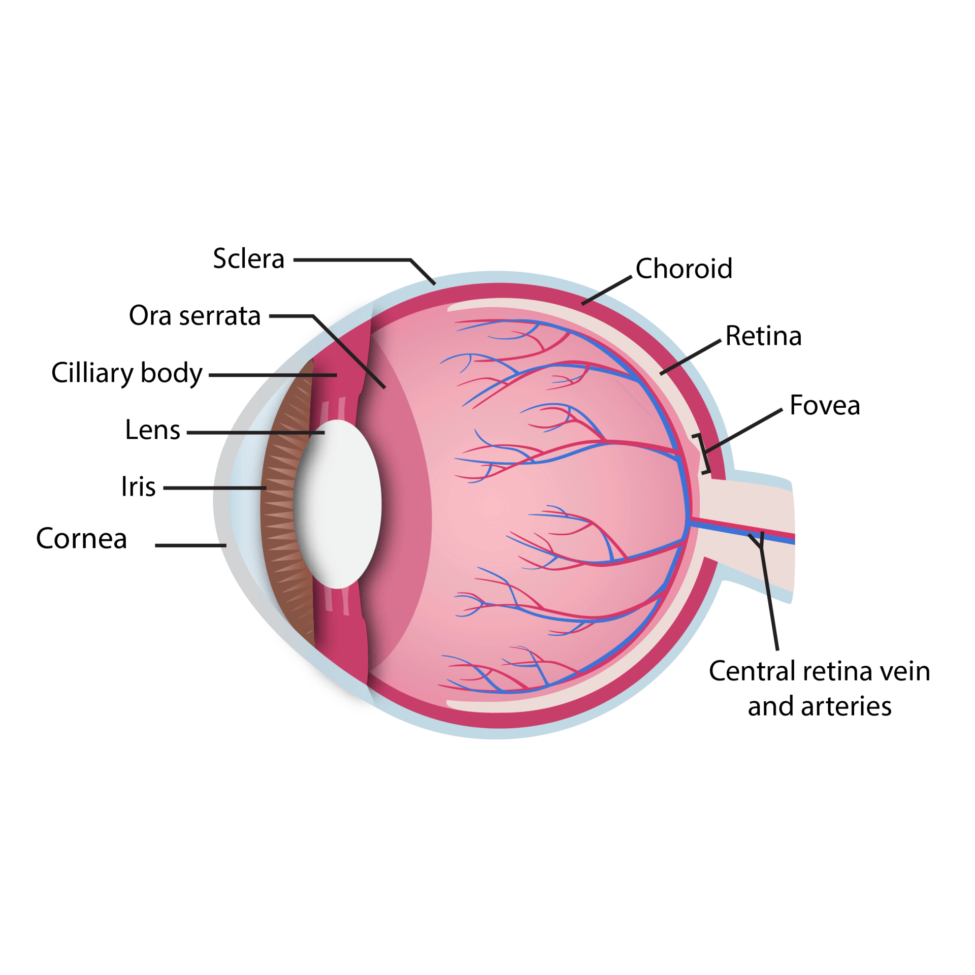 Scientific Illustration and Graphic Design Company | Simplified Science
