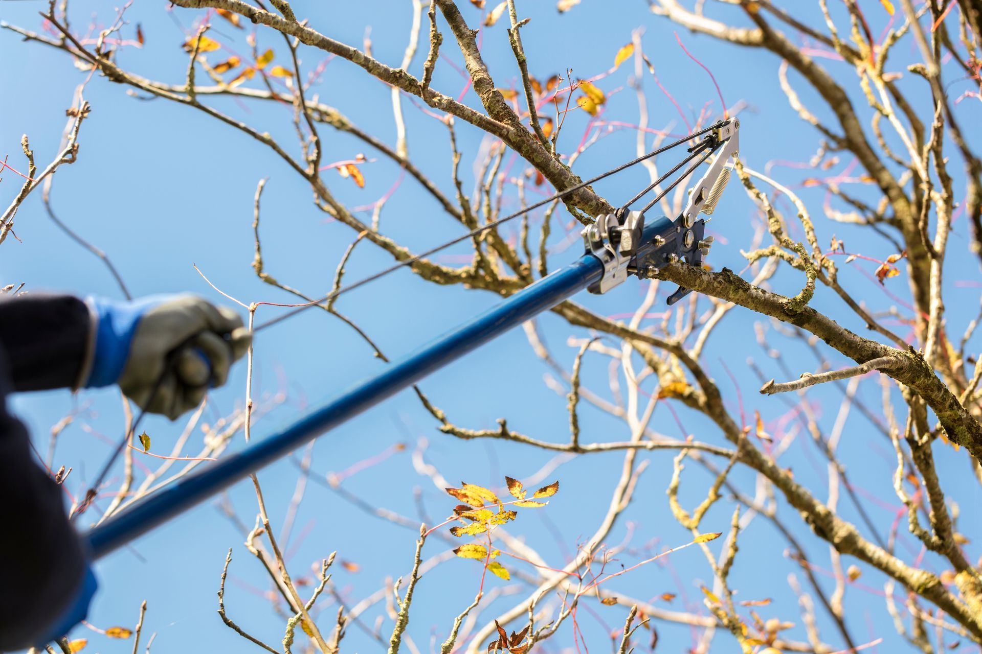 Person using a pole saw to trim tree branches against a blue sky.