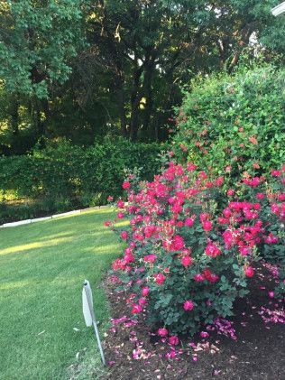 Stone path winds through a green, tree-lined park.