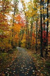 Tree Service - brush removal in Baldwin, MD