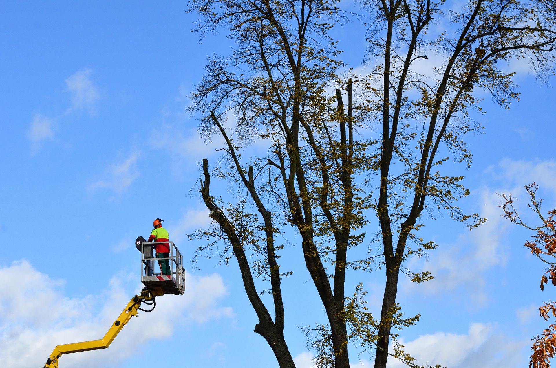 A yellow crane is cutting a tree with smoke coming out of it.