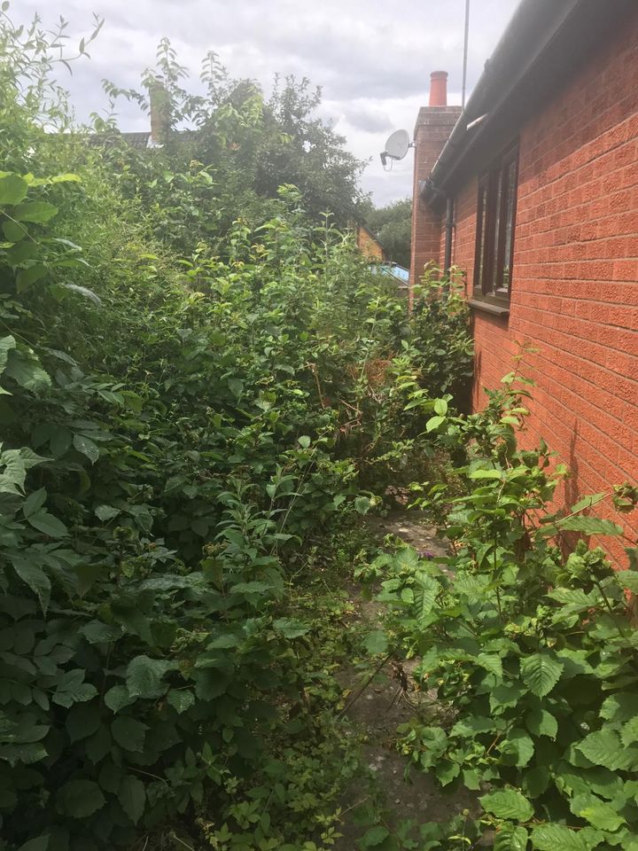 overgrown garden