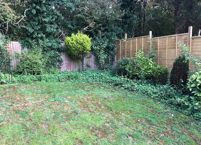 garden in need of maintenance