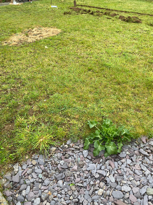 slate edging and lawn
