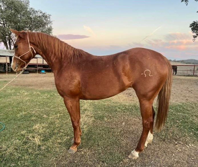 Horse Sandy Ponderosa