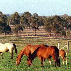 horses grazing grass