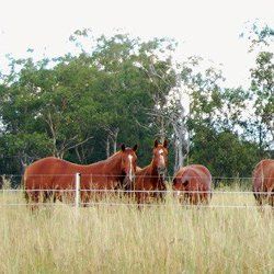 horses standing in field behind fence