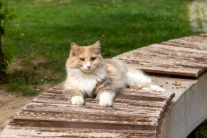 A cat is laying on a wooden bench in a park.