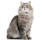 A fluffy cat with green eyes is sitting.