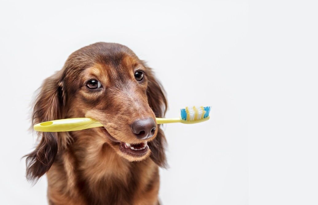 A dachshund is holding a toothbrush in its mouth.