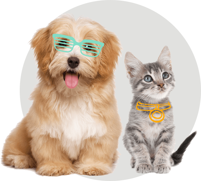 A dog and a kitten wearing sunglasses are sitting next to each other.