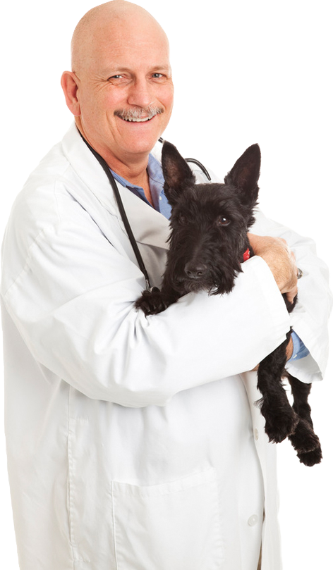 A veterinarian is holding a small black dog in his arms.