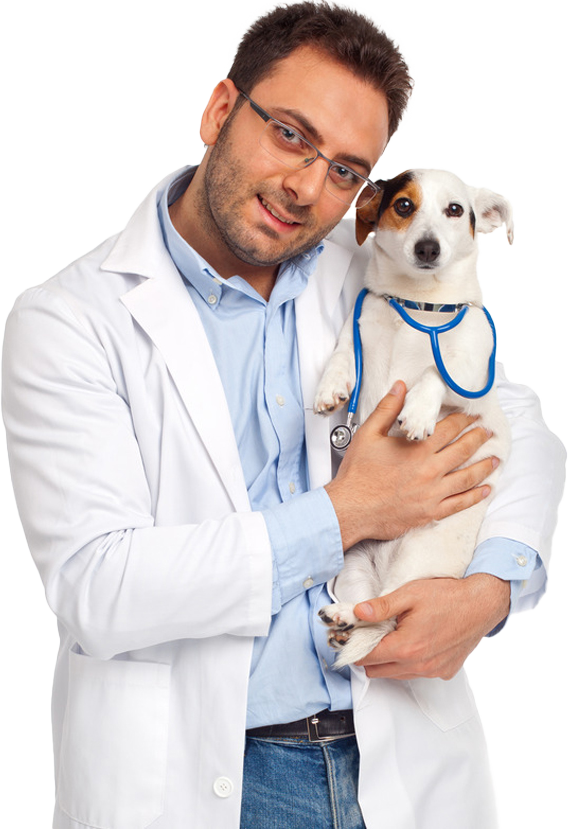 A veterinarian is holding a small dog with a stethoscope around its neck.
