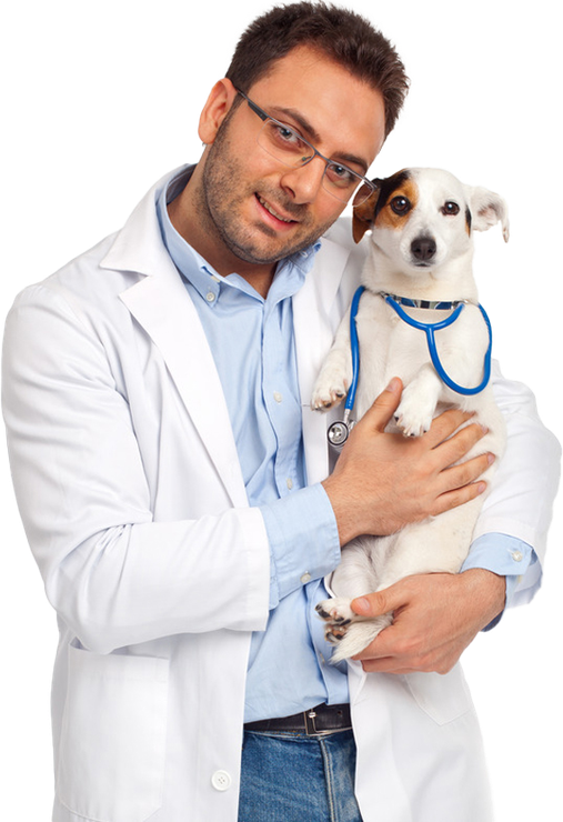 A veterinarian is holding a small dog with a stethoscope around its neck.