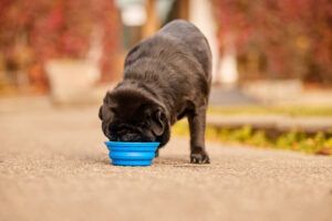 A black pug dog is eating from a blue bowl on the sidewalk.