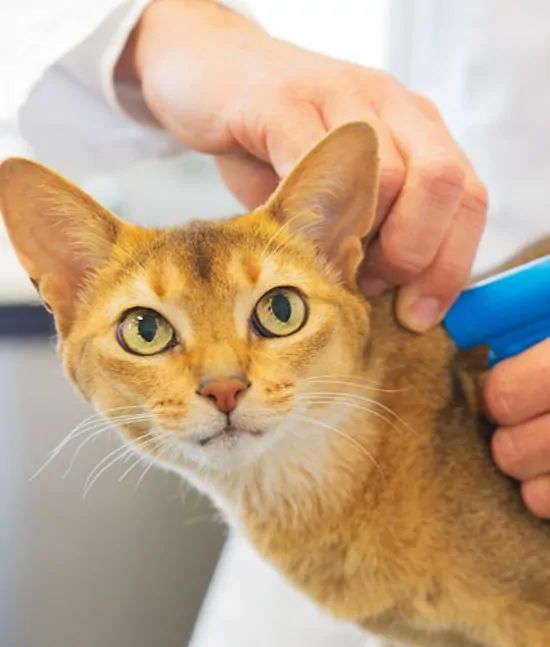 A person giving a cat surgical care.