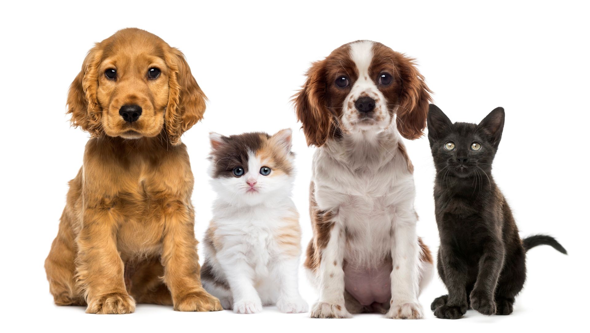 A puppy, a kitten, and a black cat are sitting next to each other on a white background.