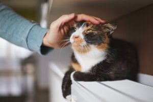 A person is petting a calico cat on a shelf.