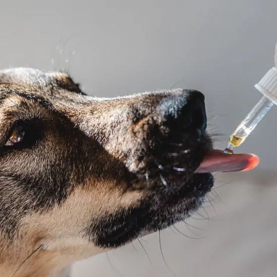 A close up of a dog drinking from a pipette.